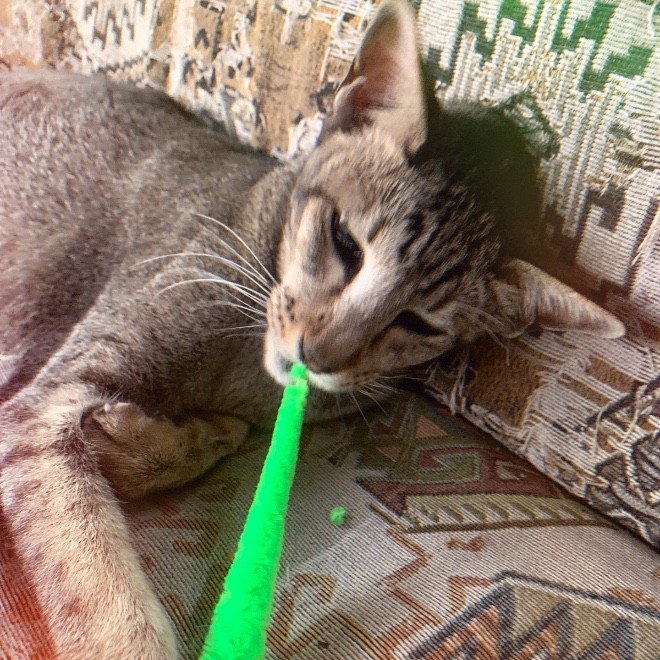 Virginia Moore-Price