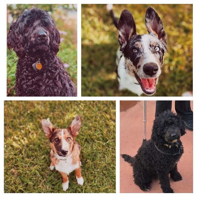 Kelly, Bailey, Benny, Chino and Teddy