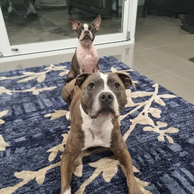 The Awesome Pawsome